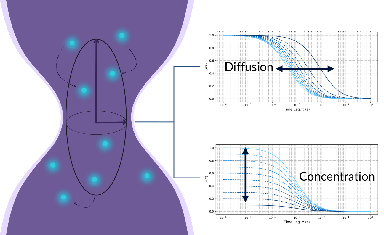 Fluorescence Correlation Spectroscopy measurements
