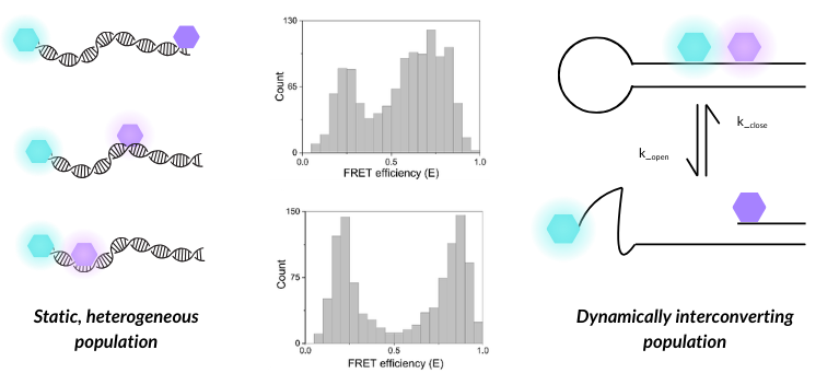 A static, heterogeneous population (DNA duplexes with different dye pair placements) can produce similar smFRET histograms to a dynamically interconverting population (DNA hairpin), highlighting the importance of additional dynamic analysis.