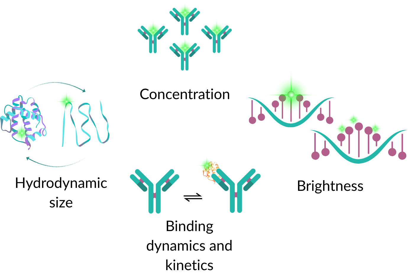 FCS can be used to capture several characteristics of biomolecules simultaneously. These include changes in hydrodynamic size following folding or conformational changes, binding dynamics and kinetics based on diffusion speed, fluorophore brightness and concentration.