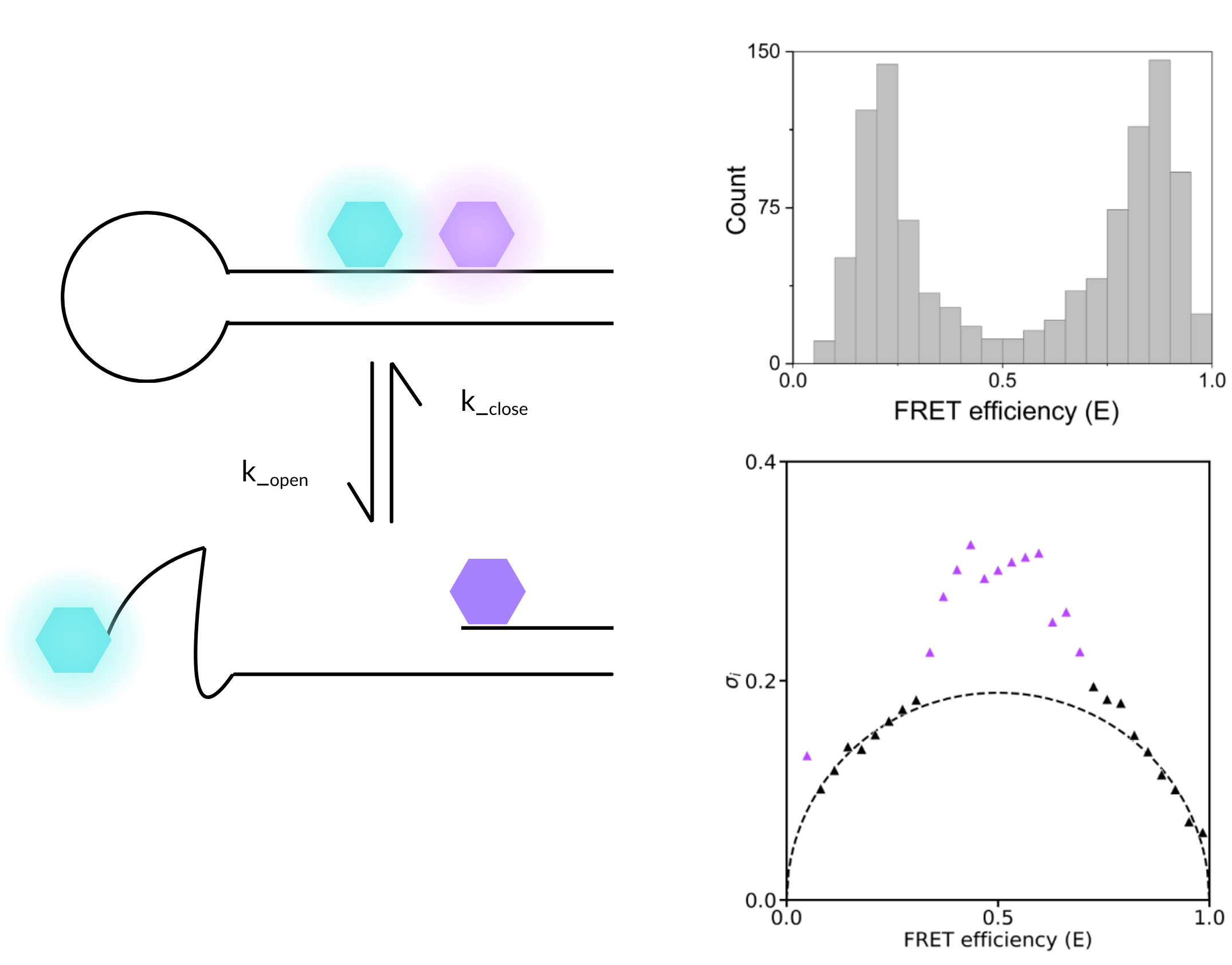detect the dynamic interconversion of DNA hairpin states