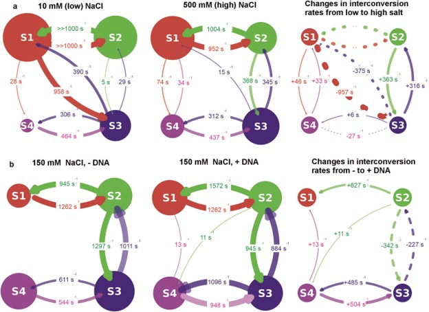Hidden Markov Modelling can determine interconversion rates of conformations identified by smFRET H2MM predicts both the sequence that the four distinct conformations of the bacterial helicase Rep undertake, but also the influence of DNA and NaCl on their interconversion rates.