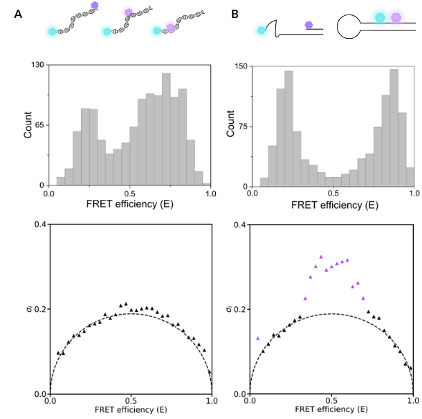 Distinguishing static, heterogeneous populations from dynamically interconverting biomolecules A static, heterogeneous population (DNA duplexes with different dye pair placements) can produce similar smFRET histograms to a dynamically interconverting population (DNA hairpin), highlighting the importance of additional dynamic analysis of smFRET data.