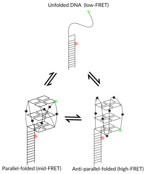 distinguish between G-quadruplex topological isoforms