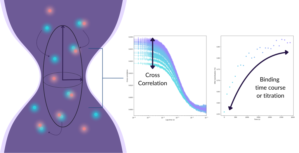 How fluorescence cross-correlation spectroscopy works