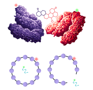A diagram demonstrating uses of FCCS: a doubly labelled ternary complex and cargo release from a labelled nanoparticle.