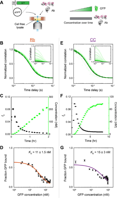 Figure showing cell-free expression of GFP and the use of FCS to measure its concentration and binding affinity to anti-GFP antibodies