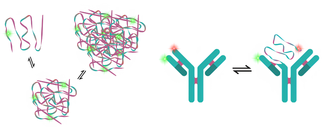single-colour FCS can be used to differentiate monomers from small aggregates and larger structures