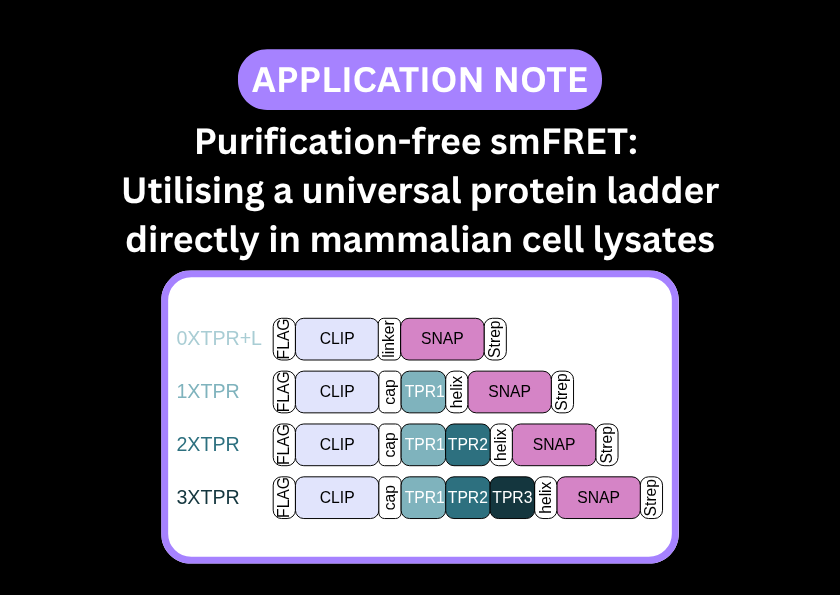 Image shows the schematic of a universal protein ladder for FRET that can be analysed directly in cell lysates