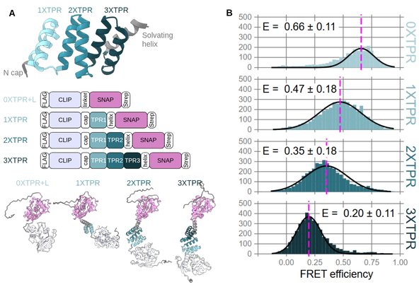 A schematic and protein structure of the protein ladder showing CLIP and SNAP tags flanking increasing TPR repeats with respective FRET efficiency histograms.