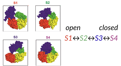 A series of enzyme conformations, showing two intermediate structures between the open and closed states.