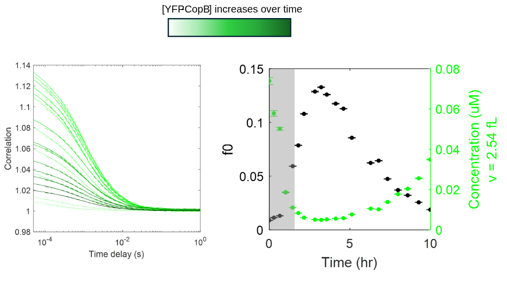 Autocorrelation plot and protein concentration plot for cell-free expression of proteins measured by FCS.