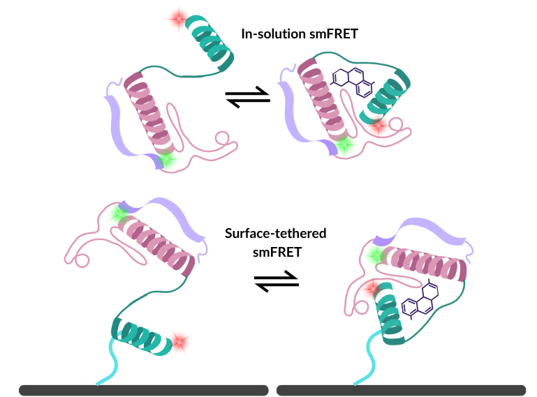 An illustration showing a protein undergoing a conformational change upon ligand binding. The image shows the protein both in solution and surface-immobilised