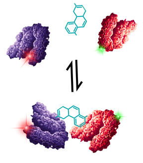 Illustration of a ternary complex forming from proteins with two fluorescent tags for FCCS