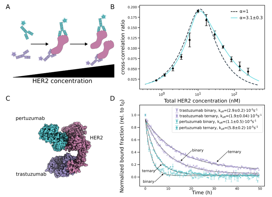 A) Schematic of the hook effect with increasing HER2 B) Ternary complex formation of Trastuzumab-HER2-Pertuzumab as a function of unlabelled HER2 concentration; error bars are standard error of the mean, n=3. The dashed line is a numeric fit with the cooperativity parameter α held constant at 1, the cyan line is a numeric fit with α freely fit. C) The trastuzumab-HER2-pertuzumab ternary complex D) Dissociation rates of trastuzumab (purple)/ pertuzumab (cyan) from the binary/ternary complexes. Complexes were preformed at saturating/maximal conditions (10 nM of each component)